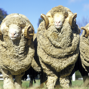 Why I Choose Darn Tough Socks by Quinn Nichols